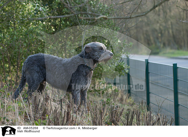Irish Wolfhound / AM-05268