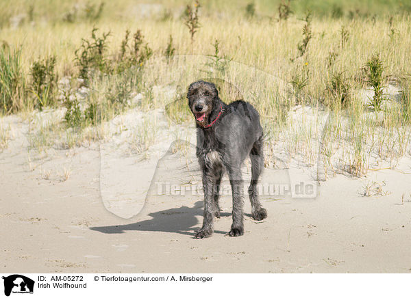 Irish Wolfhound / AM-05272
