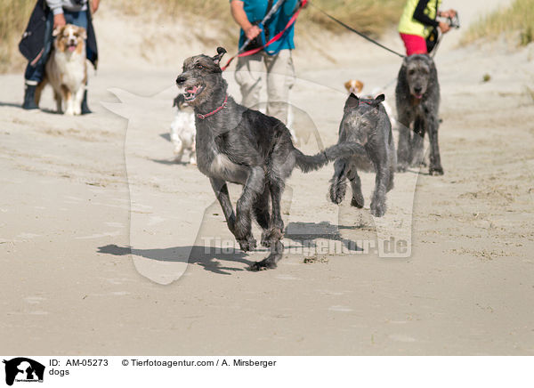 dogs / AM-05273