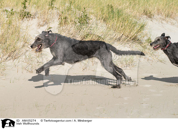 Irish Wolfhounds / AM-05274