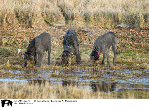 Irish Wolfhounds / AM-05275