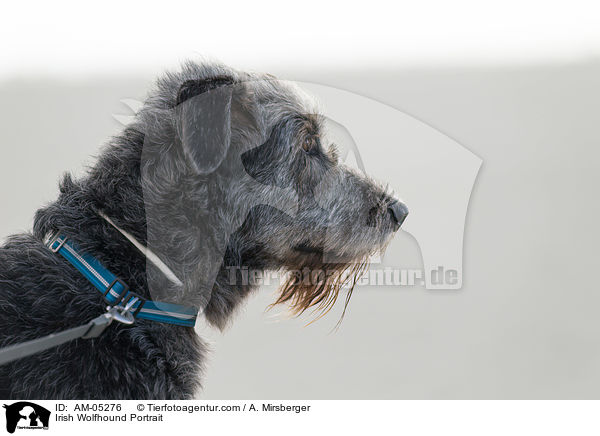Irish Wolfhound Portrait / AM-05276