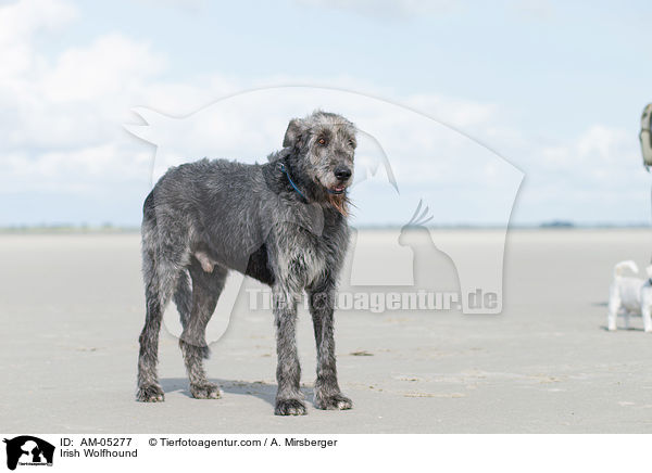Irish Wolfhound / AM-05277