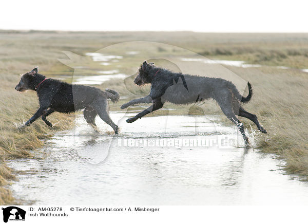 Irish Wolfhounds / AM-05278