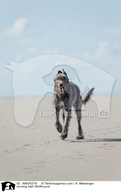 running Irish Wolfhound / AM-05279