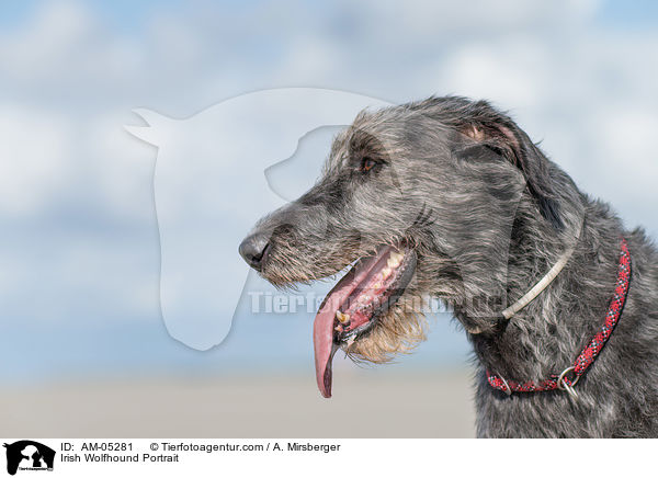 Irish Wolfhound Portrait / AM-05281