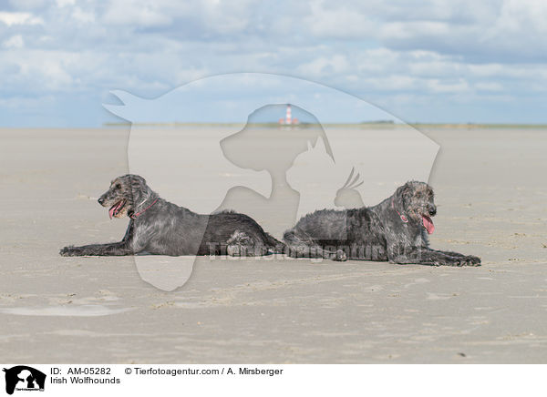 Irish Wolfhounds / AM-05282