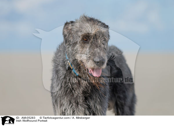 Irish Wolfhound Portrait / AM-05283