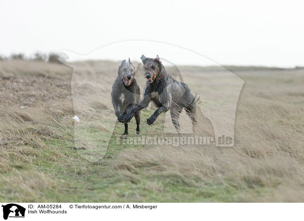 Irish Wolfhounds / AM-05284