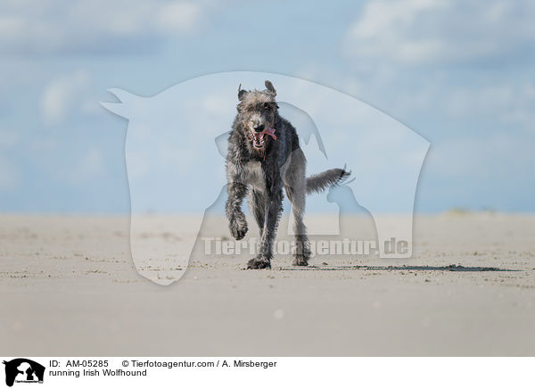 running Irish Wolfhound / AM-05285