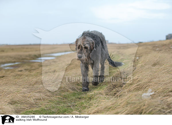 walking Irish Wolfhound / AM-05286