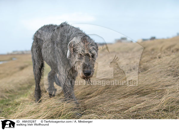 walking Irish Wolfhound / AM-05287