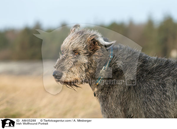 Irish Wolfhound Portrait / AM-05288
