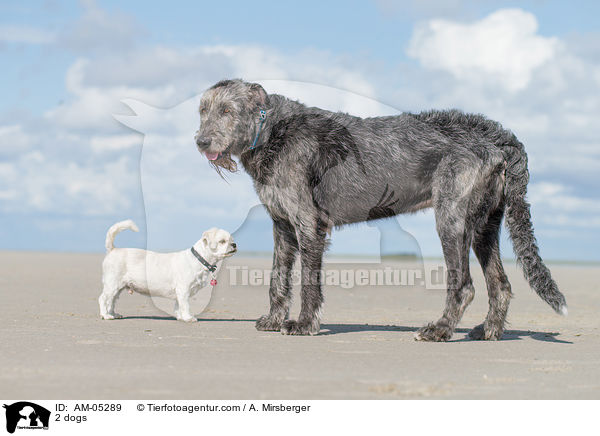 2 dogs / AM-05289