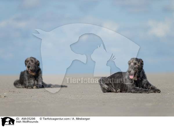 Irish Wolfhounds / AM-05296