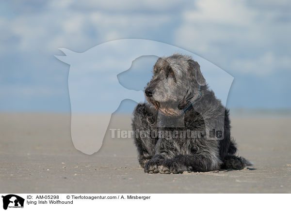 lying Irish Wolfhound / AM-05298