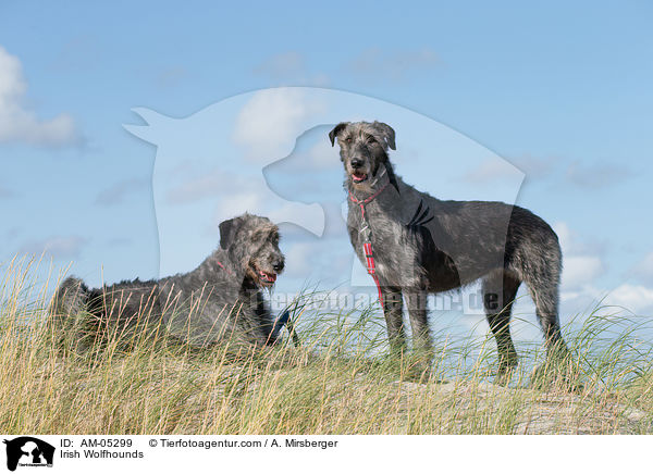 Irish Wolfhounds / AM-05299
