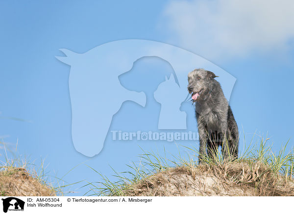 Irish Wolfhound / AM-05304