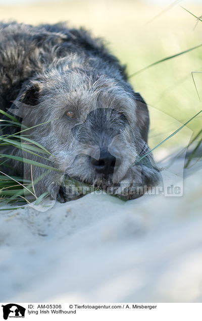 lying Irish Wolfhound / AM-05306