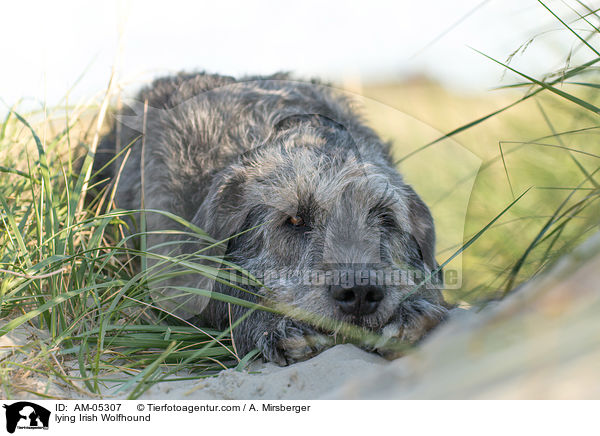 lying Irish Wolfhound / AM-05307