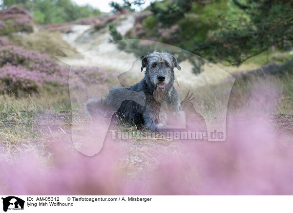 lying Irish Wolfhound / AM-05312