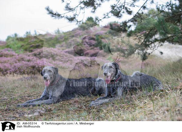 Irische Wolfshunde / Irish Wolfhounds / AM-05314