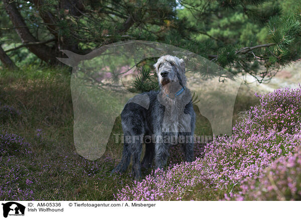 Irischer Wolfshund / Irish Wolfhound / AM-05336