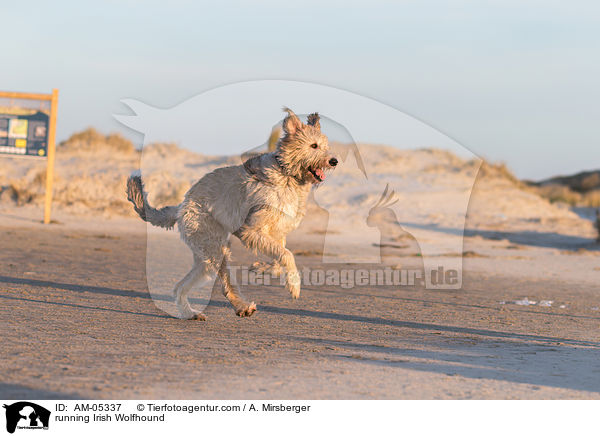 running Irish Wolfhound / AM-05337