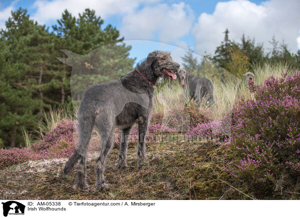 Irish Wolfhounds / AM-05338