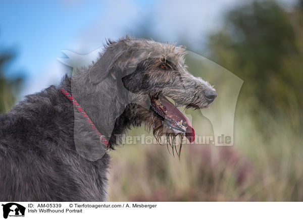 Irish Wolfhound Portrait / AM-05339