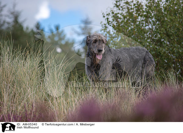 Irish Wolfhound / AM-05340