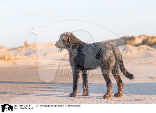 Irish Wolfhound / AM-05341