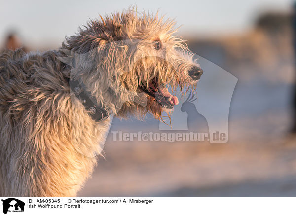 Irish Wolfhound Portrait / AM-05345