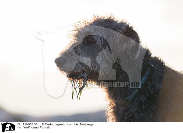 Irish Wolfhound Portrait / AM-05356