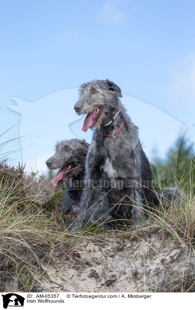 Irish Wolfhounds / AM-05357