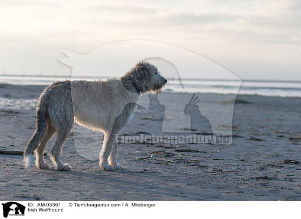 Irish Wolfhound / AM-05361