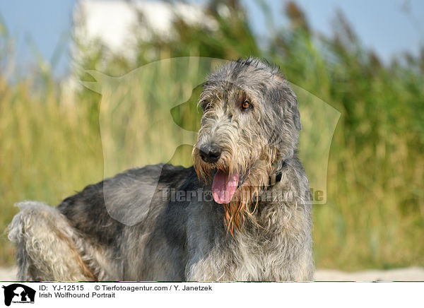 Irish Wolfhound Portrait / YJ-12515