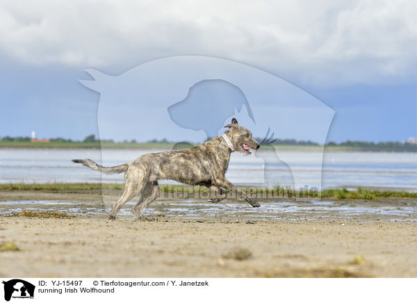 running Irish Wolfhound / YJ-15497