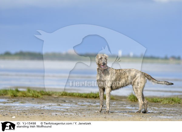 standing Irish Wolfhound / YJ-15498