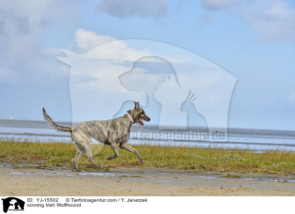 running Irish Wolfhound / YJ-15502