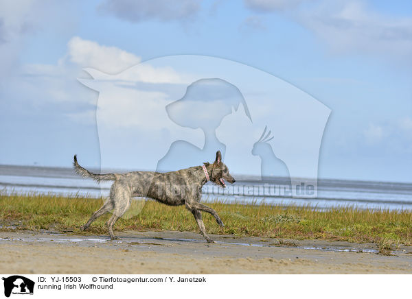 running Irish Wolfhound / YJ-15503