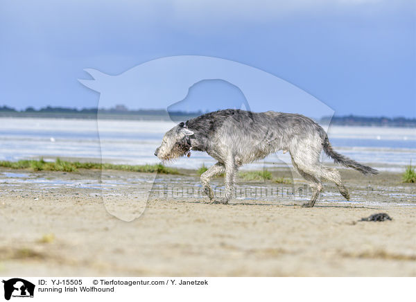 running Irish Wolfhound / YJ-15505