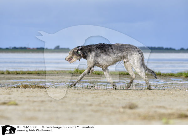 running Irish Wolfhound / YJ-15506