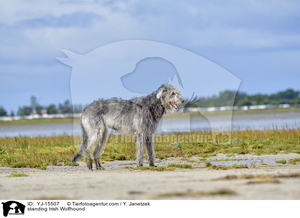 standing Irish Wolfhound / YJ-15507