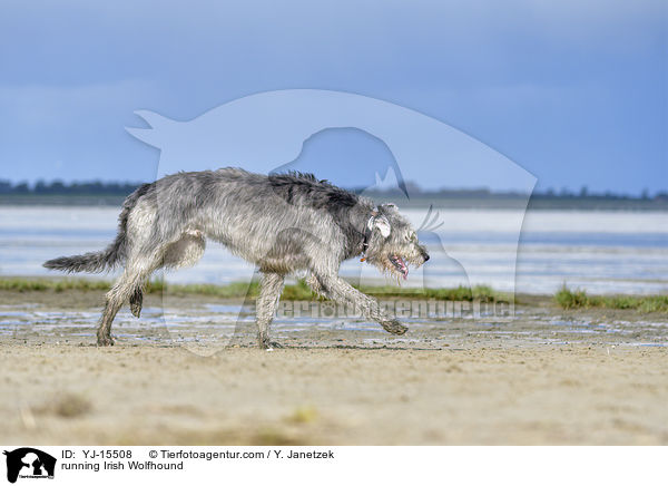running Irish Wolfhound / YJ-15508