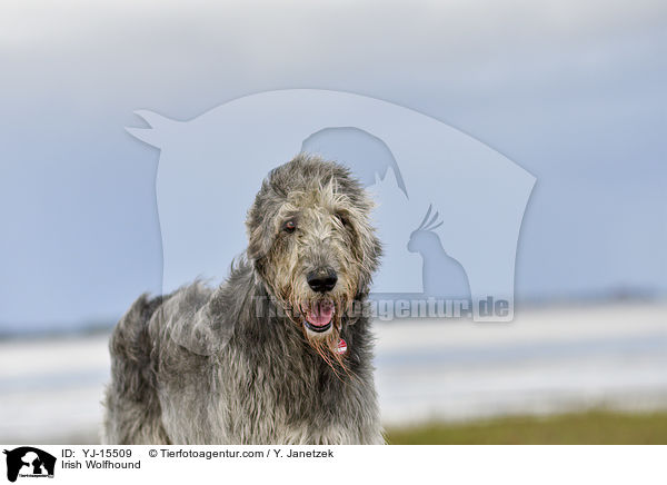Irish Wolfhound / YJ-15509