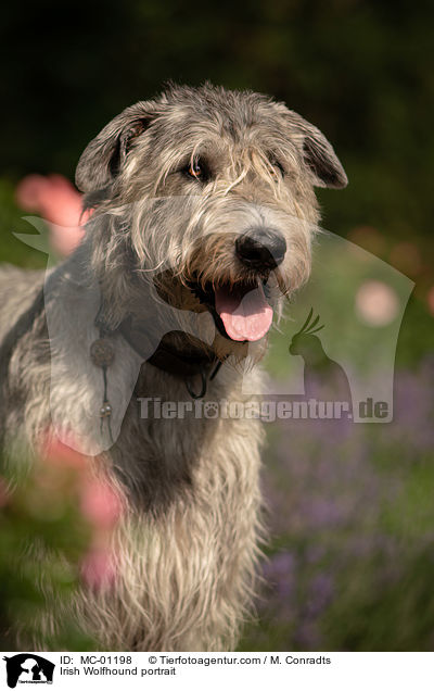 Irish Wolfhound portrait / MC-01198