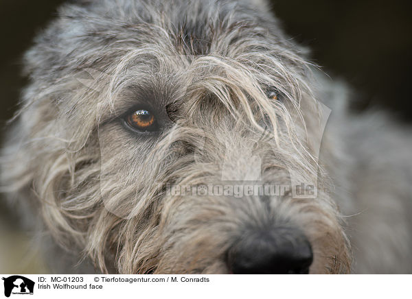 Irish Wolfhound face / MC-01203