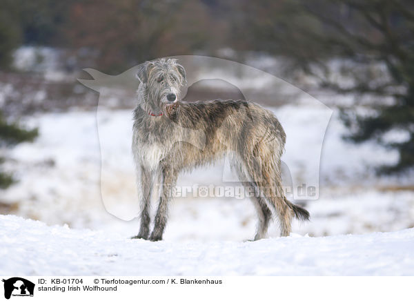 standing Irish Wolfhound / KB-01704