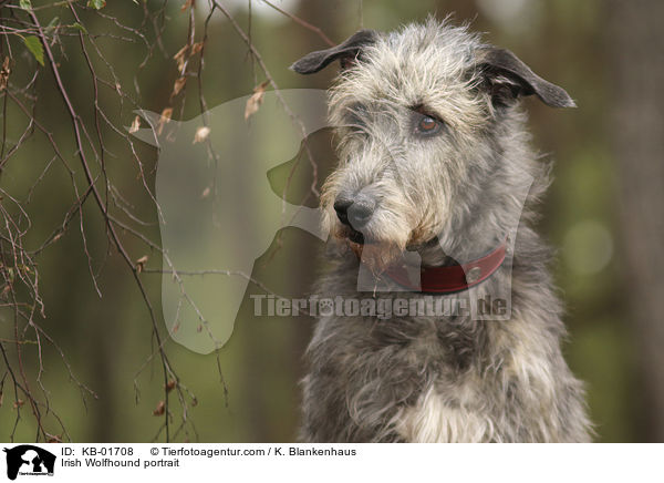 Irish Wolfhound portrait / KB-01708